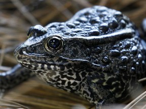 FILE - A gopher frog is pictured at the Audubon Zoo in New Orleans on Sept. 27, 2011. The Biden administration on Thursday, June 23, 2022, withdrew a rule adopted under former President Donald Trump that limited which lands and waters could be designated as places where imperiled animals and plants could receive federal protection.