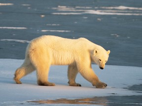 Don't worry, polar bears like this one on the shores of Hudson Bay outside Churchill, Manitoba, will be just fine despite climate change, a new study in Science says.