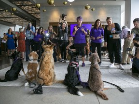 News media members with cameras take photos of dogs at a Westminster Kennel Club dog show preview event along with canine handlers in New York, Thursday, June 16, 2022. The dogs get the spotlight, but the upcoming show is also illuminating a human issue: veterinarians' mental health.