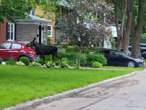 A moose wanders on the lawn in a residential neighbourhood in this undated handout image provided June 15, 2022.