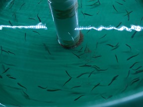 Juvenile Atlantic whitefish swim in tanks at Dalhousie University’s Aquatron.