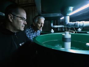 Aquatron Manager John Batt and Dal Biology Professor Paul Bentzen oversee juvenile Atlantic whitefish.