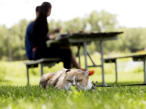 Ten year-old calico cat Sung hangs out in the shade as owners Simon Wu and Candice Wong have a picnic in Edmonton's Hawrelak Park, Thursday July 14, 2022. Photo By David Bloom