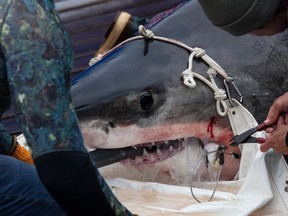 Ocearch team members work to remove a hook from a shark on board a shark research vessel in LaHave, N.S., Friday, Oct. 4, 2019.