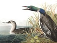Audubon's famous painting of the Common Loon found on the Labrador coast. Courtesy National Audubon Society