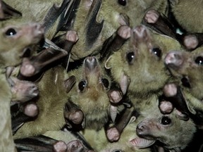 Rousettus aegyptiacus or Egyptian fruit bats. Prolonged exposure to mines or caves where they live can result in human infection of the deadly Marburg virus disease.
