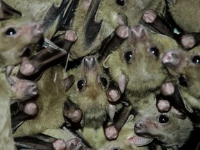 Rousettus aegyptiacus or Egyptian fruit bats. Prolonged exposure to the mines or caves where they live can cause the deadly Marburg virus.