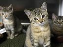 Tabby kittens await adoption at the Quinte Humane Society Monday, October 15, 2018 in Belleville, Ont. 