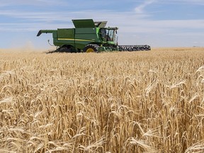 A farmer works a field of barley southwest of Sexsmith, Alta.