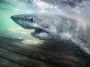 Researchers working in the waters off Nova Scotia, Canada, have found a huge great white shark that weighs 3,541 pounds (1606Kg) and measures 17 feet 2 inches (5,23m) in length. Scientists from Ocearch, an NGO that is tagging and sampling white sharks, described the female shark as "Queen of the Ocean" and say they have called her Nukumi.