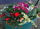 Council photo of one of the flower beds meant to add a splash of colour to the local area. / PHOTO BY WEST PARLEY PARISH COUNCIL