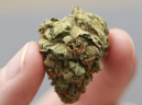 Image for representation. Police valued the bud at about $37. / Getty Images