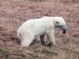 A female polar bear whose tongue is stuck in a tin can walks in the Arctic settlement of Dikson on the Taymyr Peninsula, Russia July 21, 2022.