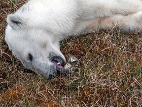 A sedated female polar bear whose tongue is stuck in a tin can, lays on the ground while being examined by veterinarians in the Arctic settlement of Dikson on the Taymyr Peninsula, Russia July 21, 2022.