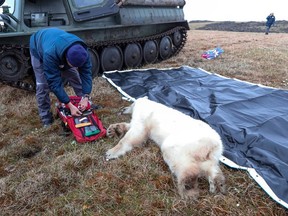 Chief veterinarian of the Moscow Zoo Mikhail Alshinetsky tends to a sedated female polar bear whose tongue was stuck in a tin can, in the Arctic settlement of Dikson on the Taymyr Peninsula, Russia July 21, 2022.