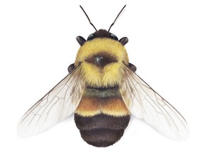 Rusty-patched bumblebee