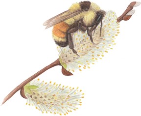 Tri-coloured bumblebee (Bombus ternarius) and pussy willow (Salix discolor)