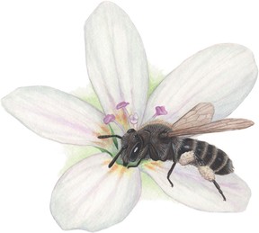 Spring beauty mining bee (Andrena erigeniae) and spring beauty (Claytonia virginica)