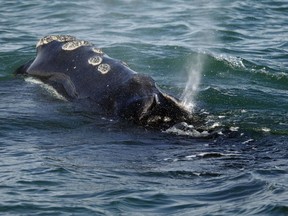 FILE - A North Atlantic right whale feeds on the surface of Cape Cod bay, March 28, 2018, off the coast of Plymouth, Mass. Th The federal government says vessels off the East Coast must slow down more often to help save the vanishing species of whale. The National Oceanic and Atmospheric Administration proposed the new rules designed to prevent the North Atlantic right whale from colliding with ships. Vessel strikes and entanglement in fishing gear are the two biggest threats to the giant animals, which number less than 340 and are falling in population.