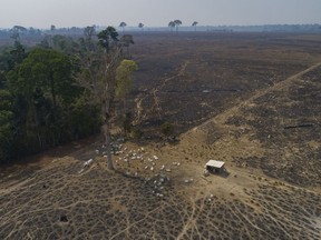 FILE - Cattle graze on land recently burned and deforested by cattle farmers near Novo Progresso, Para state, Brazil, on Aug. 23, 2020. Deforestation in the Brazilian Amazon broke all records for a six month period during the first half of 2022. The pattern in Brazil is that criminals seize public land with the expectation that the areas will be legalized for agriculture or cattle-raising in the future.