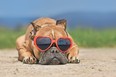 Fawn French Bulldog dog wearing red heart shaped sunglasses in summer in front of meadow