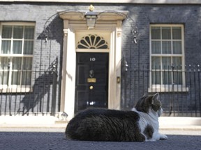 Larry the Cat, Britain's Chief Mouser to the Cabinet Office rests in front of 10 Downing Street in London, Friday, July 8, 2022. Britain's Prime Minister Boris Johnson announced that less than three years after becoming prime minister, he was resigning and would remain in office only until a successor emerged.