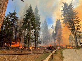 In this image provided by the National Park Service, a firefighter walks near the Mariposa Grove as the Washburn Fire burns in Yosemite National Park, Calif., Thursday, July 7, 2022. A portion of Yosemite National Park has been closed as a wildfire rages near a grove of California's famous giant sequoia trees, officials said. (National Park Service via AP)