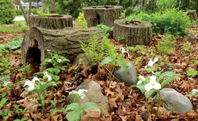 Fallen leaves, old logs and rocks provide crucial habitat for native pollinators