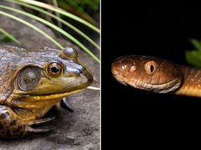 Reptile invaders: An American bullfrog and a brown tree snake.