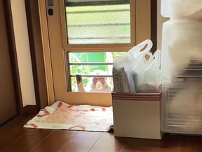 This image from a video shows a monkey loitering around a home in Yamaguchi, western Japan, Saturday, July 23, 2022. People in the southwestern Japanese city have come under attack from monkeys that are trying to snatch babies, biting and clawing at flesh, and sneaking into nursery schools.