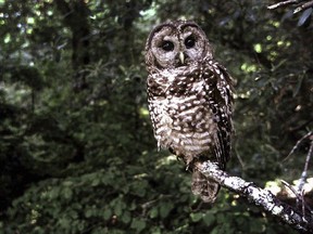FILE - A northern spotted owl sits on a branch in Point Reyes, Calif., in June 1995. A federal judge on Tuesday, July 19, 2022, threw out a host of actions by the Trump administration to roll back protections for endangered or threatened species, including the northern spotted owl, a year after the Biden administration said it was moving to strengthen such species protections.