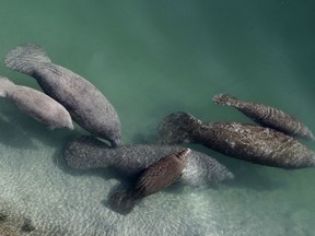 FILE - A group of manatees are pictured in a canal where discharge from a nearby Florida Power & Light plant warms the water in Fort Lauderdale, Fla., on Dec. 28, 2010. Fewer manatee deaths have been recorded so far this year in Florida compared to the record-setting numbers in 2021 but wildlife officials cautioned, Wednesday, July 20, 2022, that chronic starvation remains a dire and ongoing threat to the marine mammals.
