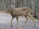 A deer is seen at the Michel-Chartrand Park in Longueuil, Que., Friday, November 13, 2020.A city south of Montreal is planning a controlled hunt to kill most of the deer living in a local park after its population jumped by almost 50 per cent over the last year. THE CANADIAN PRESS/Paul Chiasson