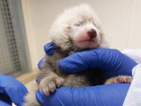 The cub and his mother aren't yet available for public viewing at the Toronto Zoo.
