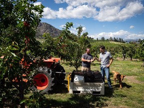 Prime Minister Justin Trudeau prepares to pick cherries with family farm owner Derek Lutz, left, at his orchard in Summerland, B.C., Monday, July 18, 2022.