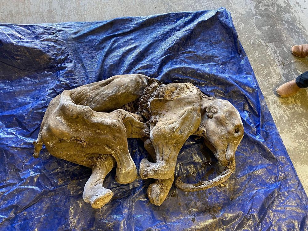 'A Crazy Unbelievable Find': Yukon Miners Discover 30,000-year-old Baby ...