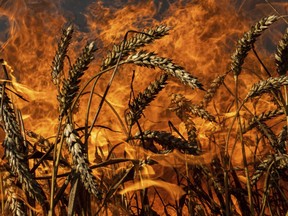 A wheat field burns after Russian shelling a few kilometers from the Ukrainian-Russian border in the Kharkiv region, Ukraine, Friday, July 29, 2022.