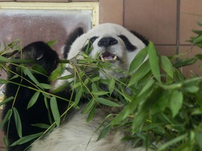 FILE - Giant panda Shuan Shuan eats bamboo in her inclosure at the Chapultepec Zoo in Mexico City, Thursday, July 5, 2012. Mexico City's Environment Department said Wednesday, July 6, 2022, that Shuan Shuan died at the Chapultepec Zoo. The department did not list a cause of death.