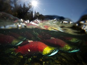 Spawning sockeye salmon are seen making their way up the Adams River in Roderick Haig-Brown Provincial Park near Chase, B.C. on Oct. 14, 2014. Optimism over an expected bumper season for wild British Columbia sockeye salmon has turned to distress, after a regulatory body's estimate of returns to the Fraser River dropped by nearly half this week.