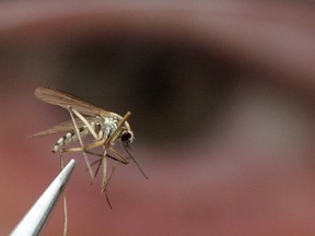 An adult mosquito is shown in a laboratory of the Middlesex-London Health Unit in Strathroy, Ont., Thursday, May 10, 2007.