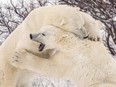 Polar bears spar near the Hudson Bay community of Churchill, Manitoba, Canada November 20, 2021. Picture taken November 20, 2021.