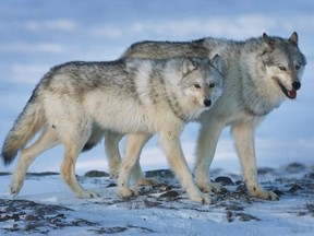 Ein weiblicher Wolf, links, und ein männlicher Wolf durchstreifen die Tundra in der Nähe der Goldmine The Meadowbank in Nunavut.