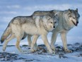 A female wolf, left, and male wolf roam the tundra near The Meadowbank Gold Mine in Nunavut.