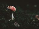 A toadstool in autumn in the forest