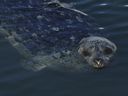Vancouver, BC: FEBRUARY 21, 2015 -- A harbour seal near Canada Place in Vancouver, BC Saturday, February 21, 2015. 