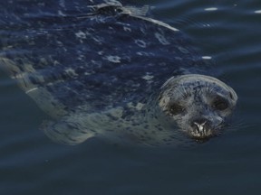 Vancouver, BC: FEBRUARY 21, 2015 -- A harbour seal near Canada Place in Vancouver, BC Saturday, February 21, 2015.