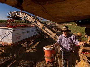 Bruce Rominger, a fifth-generation farmer, slashed rice sowing by 90% to make room for tomatoes on his farm in Winters, Calif.