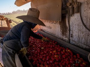 A worker sorts tomatoes being harvested in Winters, Calif.