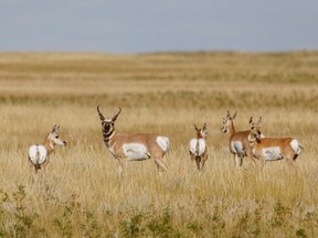 Antelope on the grasslands near Wardlow, Ab., on Tuesday, September 1, 2020.