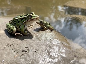 The Wilder Institute/Calgary Zoo has been working with other conservation groups, governments and zoos to breed, translocate and release endangered northern leopard frog tadpoles into British Columbia's wetlands. The endangered northern leopard frog is shown in this undated handout photo.